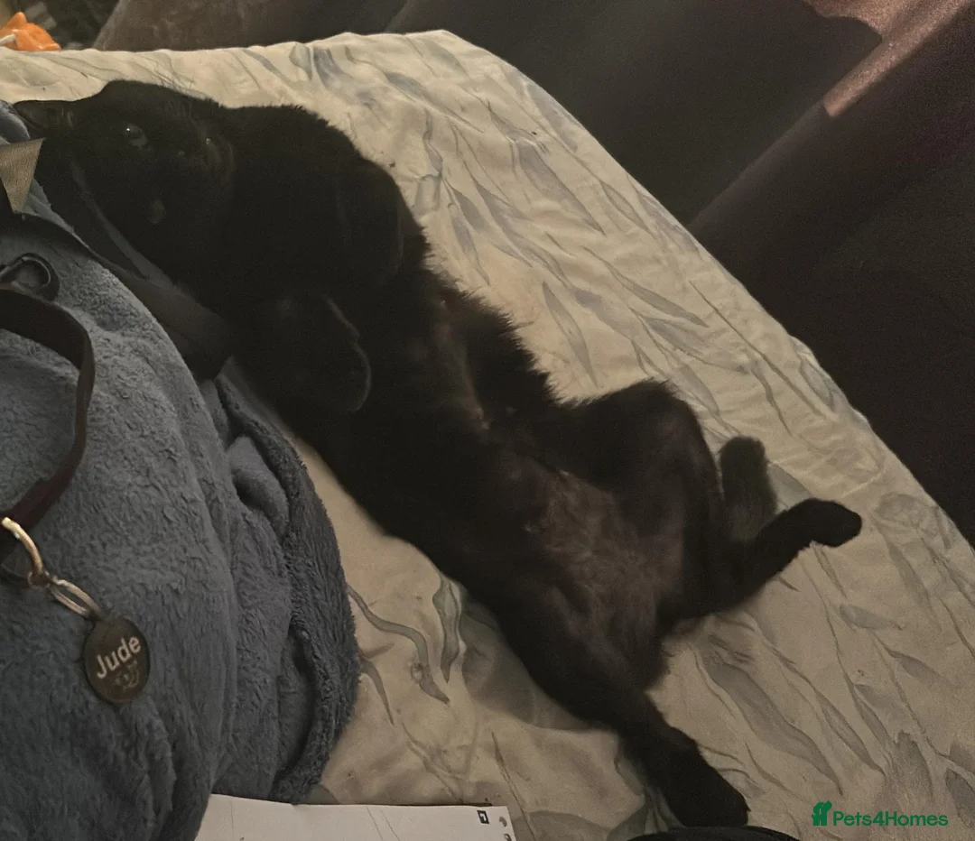 Mixed Breed cats for sale: Loving black cat in Nottingham - Advert 2