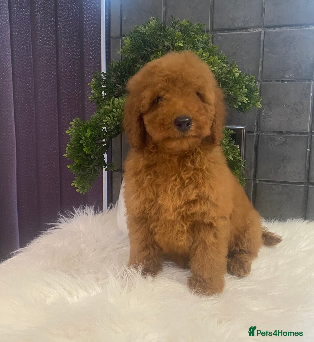 Miniature Poodle dogs for sale: Gorgeous Red Minature Poodle Puppies  - Advert 3