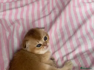 Scottish Fold cats Cute 🥰 Scottish fold TICA register - Advert 4