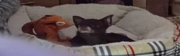 Chihuahua dogs for sale: Chihuahua girl chocolate small size  - Advert 9