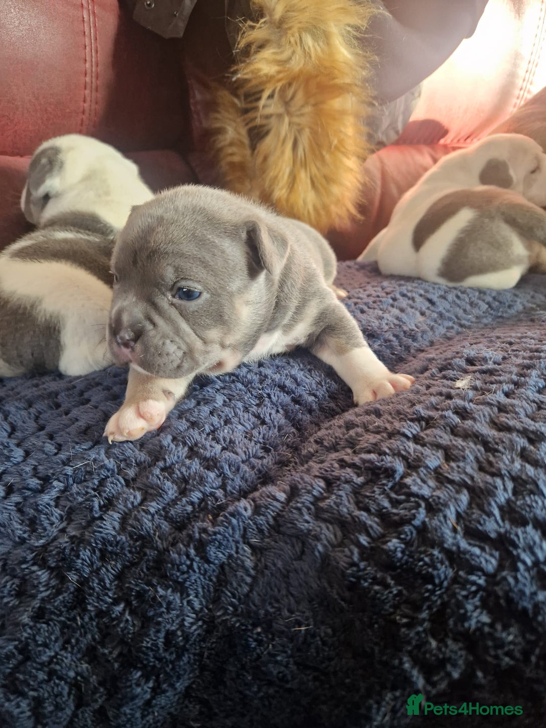Mixed Breed dogs for sale: Micro bully / french bulldogs hybrids  - Advert 5