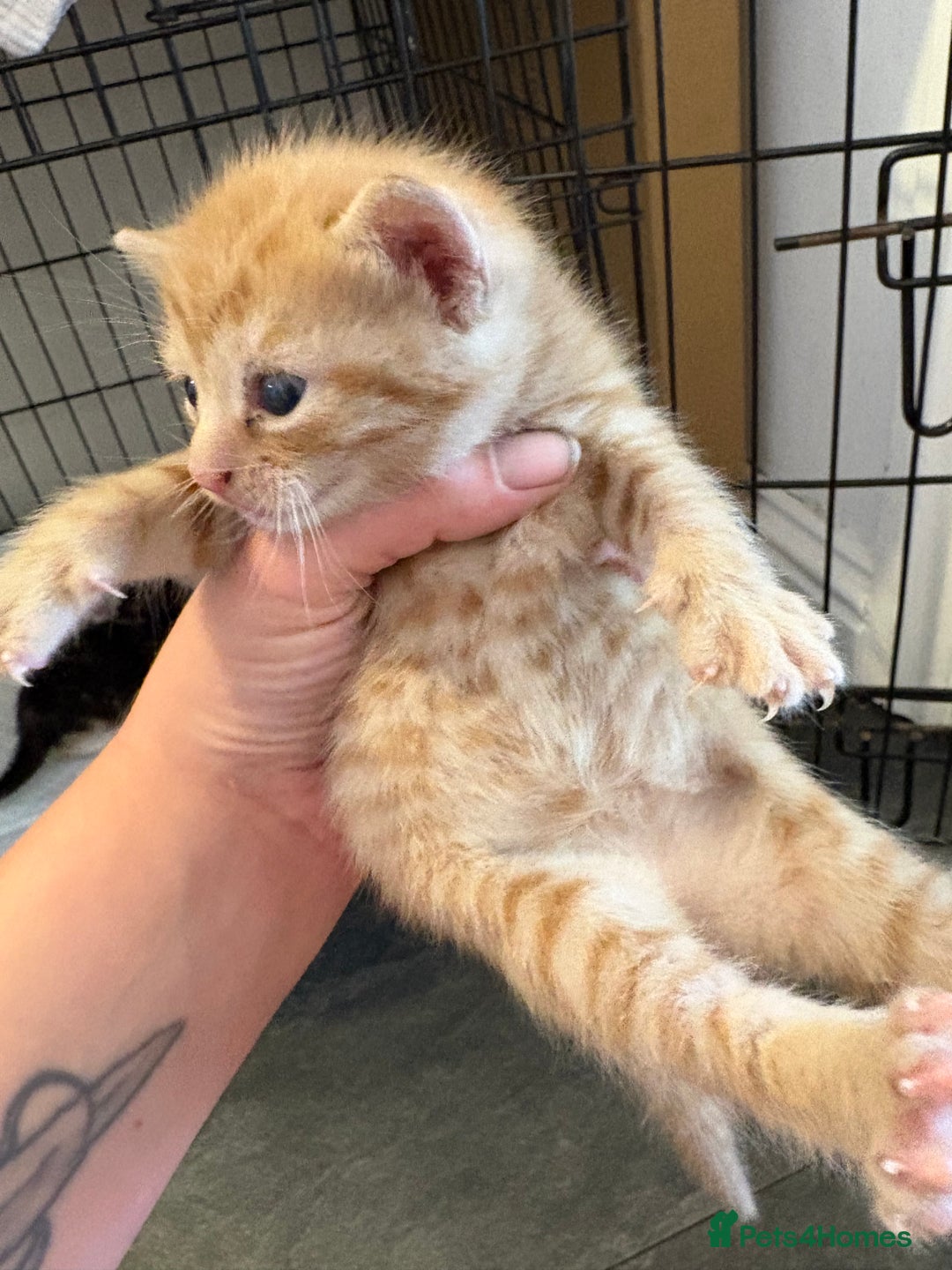 Mixed Breed cats for sale: Gorgeous ginger n mixed colour kittens - Image 28