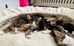 Siberian cats for sale: Adorable Siberian Forest Mix Kittens - Image 14