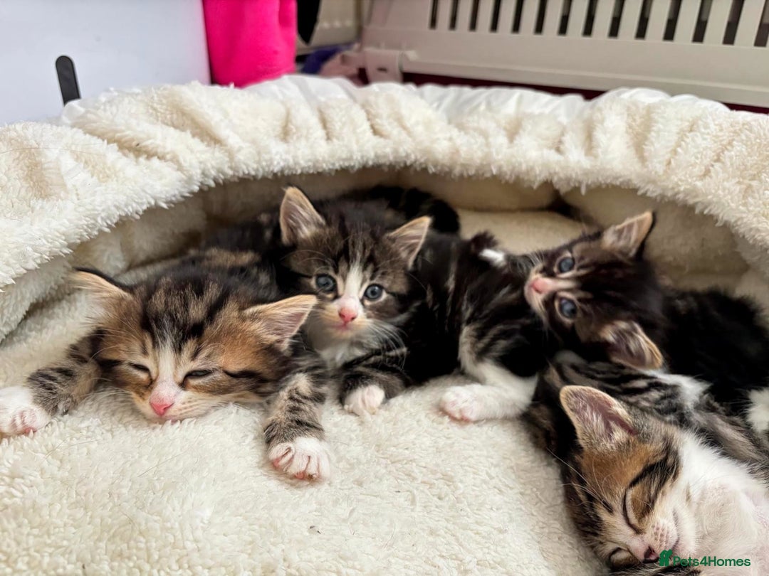 Siberian cats for sale: Adorable Siberian Forest Mix Kittens - Image 14