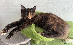 Maine Coon cats for sale: 2 GIRLS LEFT Purebred Maine Coon Kittens Blackburn - Image 1