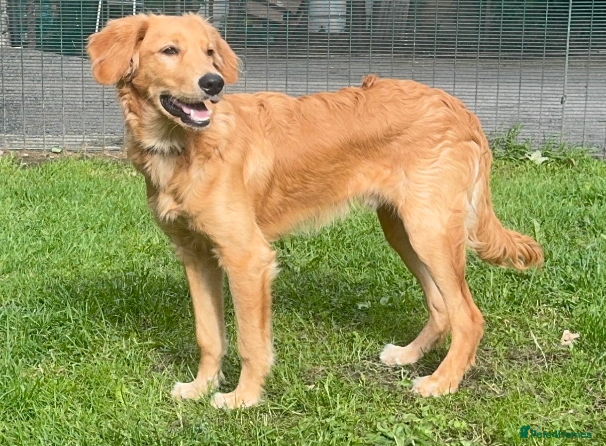 Golden Retriever dogs A beautiful boy - Advert 2
