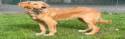 Golden Retriever dogs for sale: A BEAUTIFUL GOLDENDOODLE BOY - Advert 2