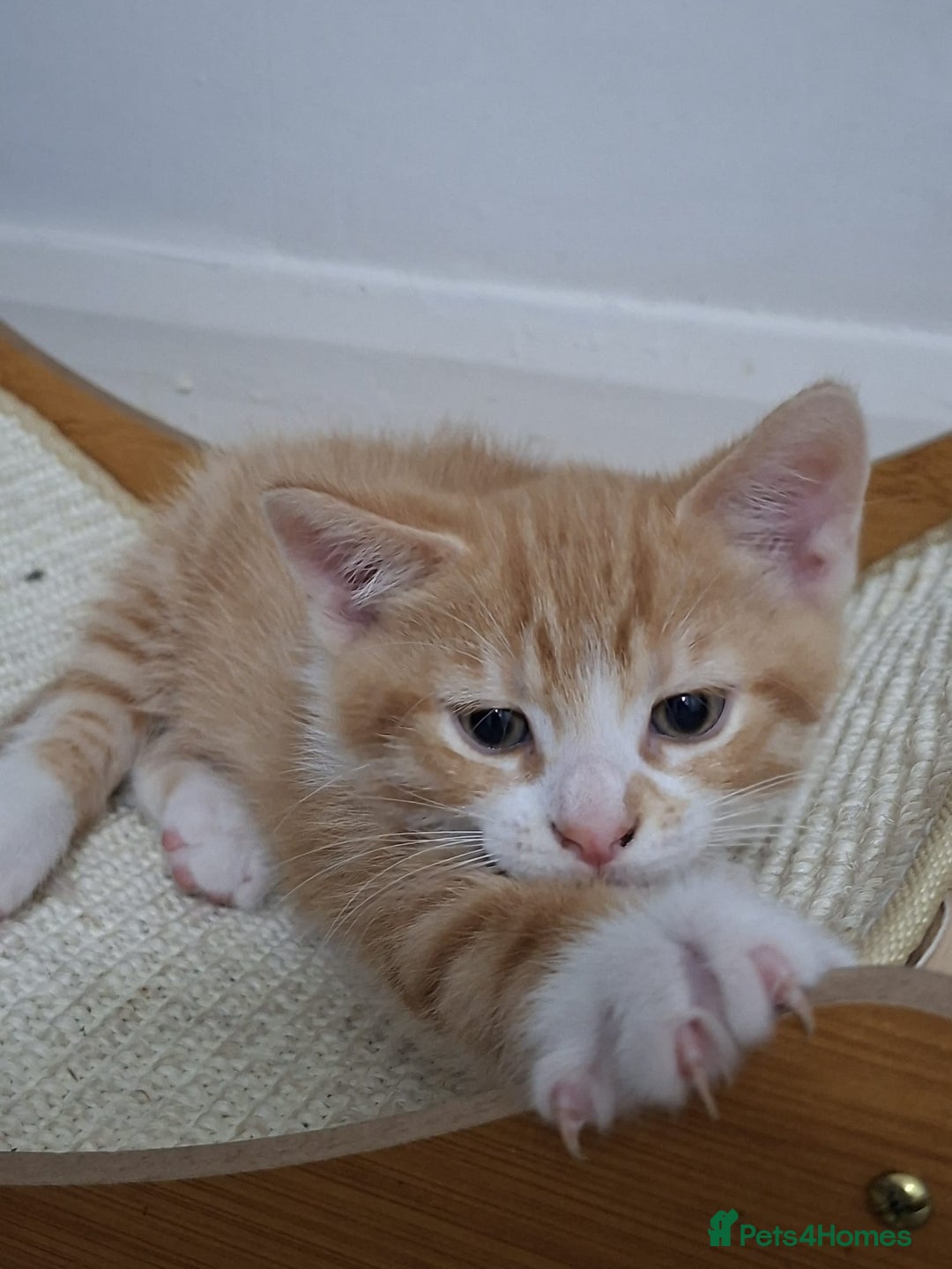 British Shorthair cats for sale: Kitten for sale . - Image 6