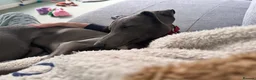Whippet dogs for sale: Beautiful Blue 28 week old whippet sisters💞£1800  - Advert 4