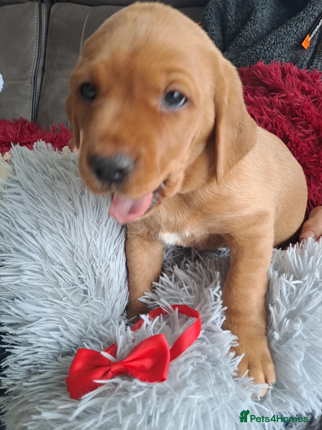 Labrador Retriever dogs for sale: Red fox Labrador litter  - Advert 2