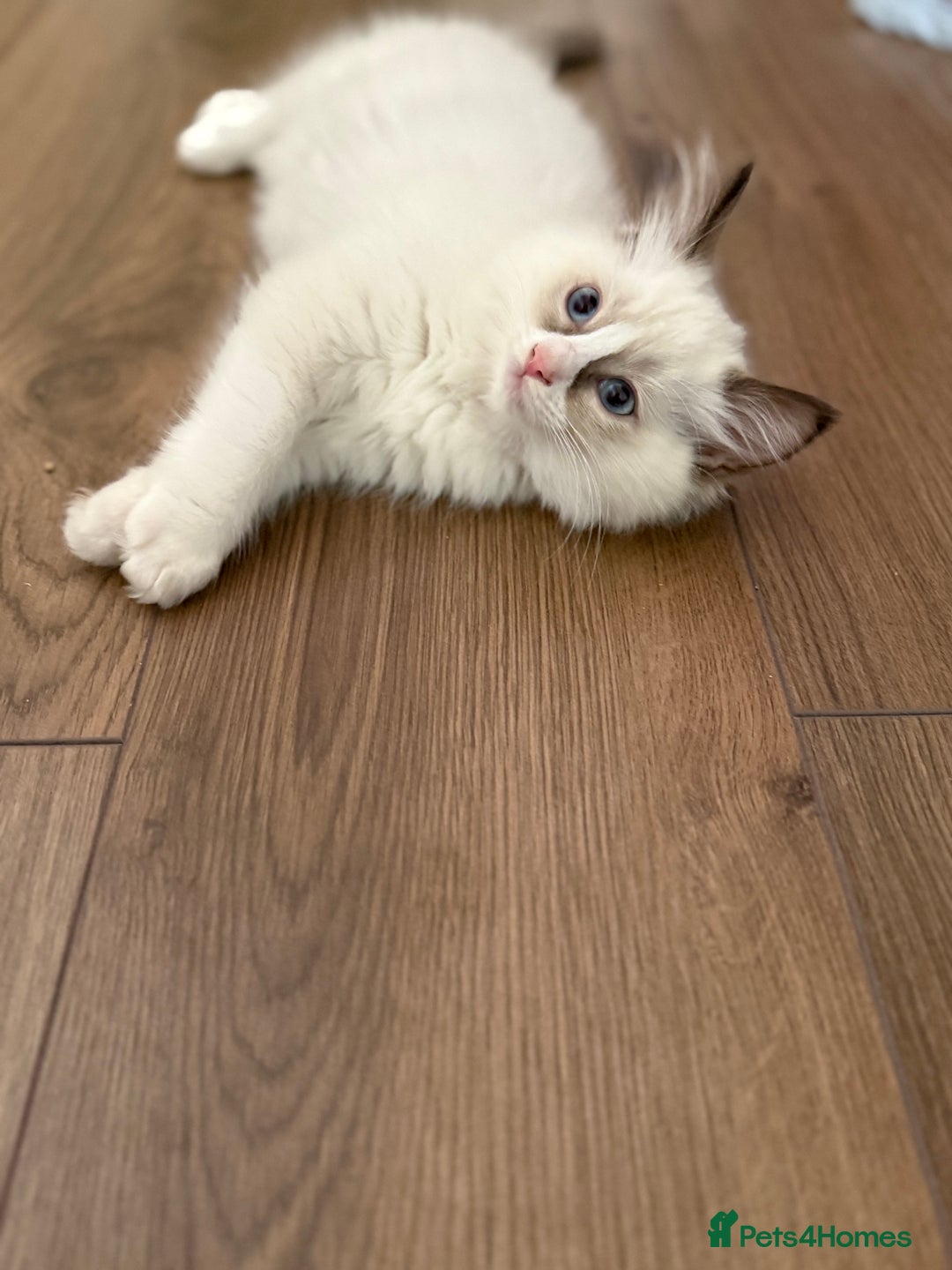 Ragdoll cats for sale: HCM CLEAR RAGDOLL GIRL - Image 3