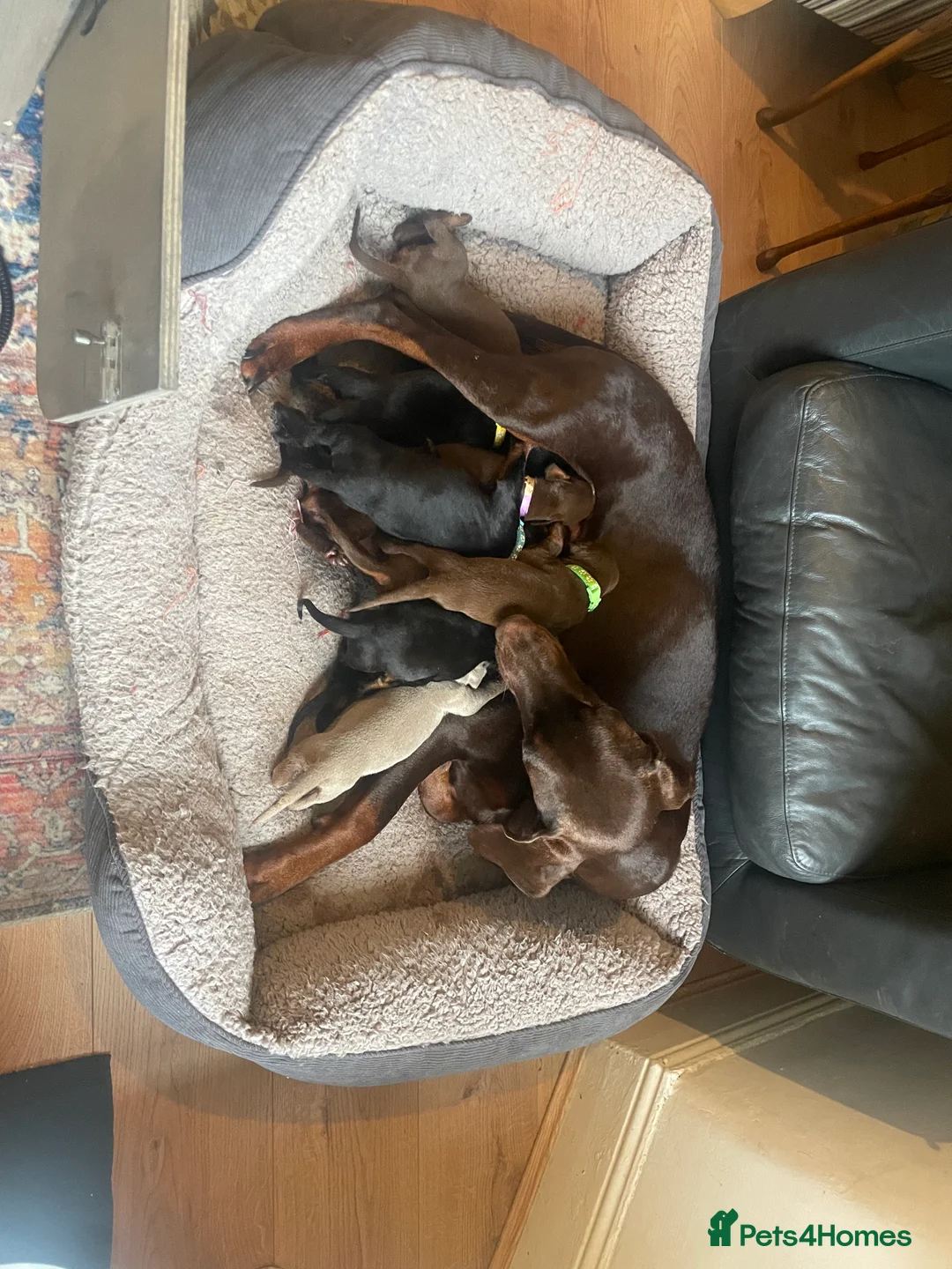 Dobermann dogs for sale: dobermann pinscher - Advert 1