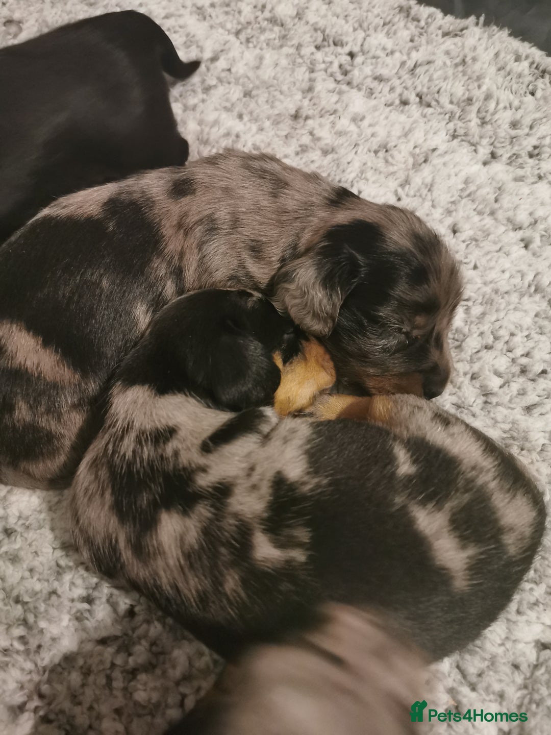 Miniature Dachshund dogs for sale: 5 beautiful miniature dachshund pups for sale - Image 9