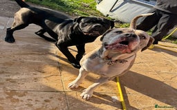 Mixed Breed dogs for sale: Rare breeding American x Bulldog x Cane Corso Pups - Image 38