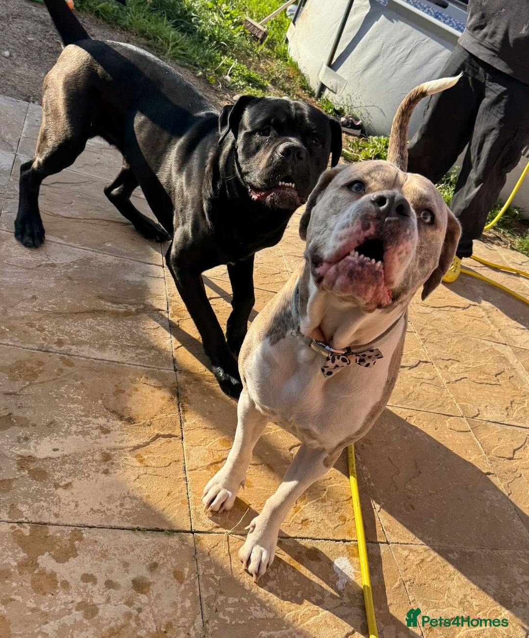 Mixed Breed dogs for sale: Rare breeding American x Bulldog x Cane Corso Pups - Image 38