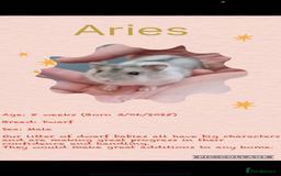 Hamster rodents for sale: Hamsters  - Image 11