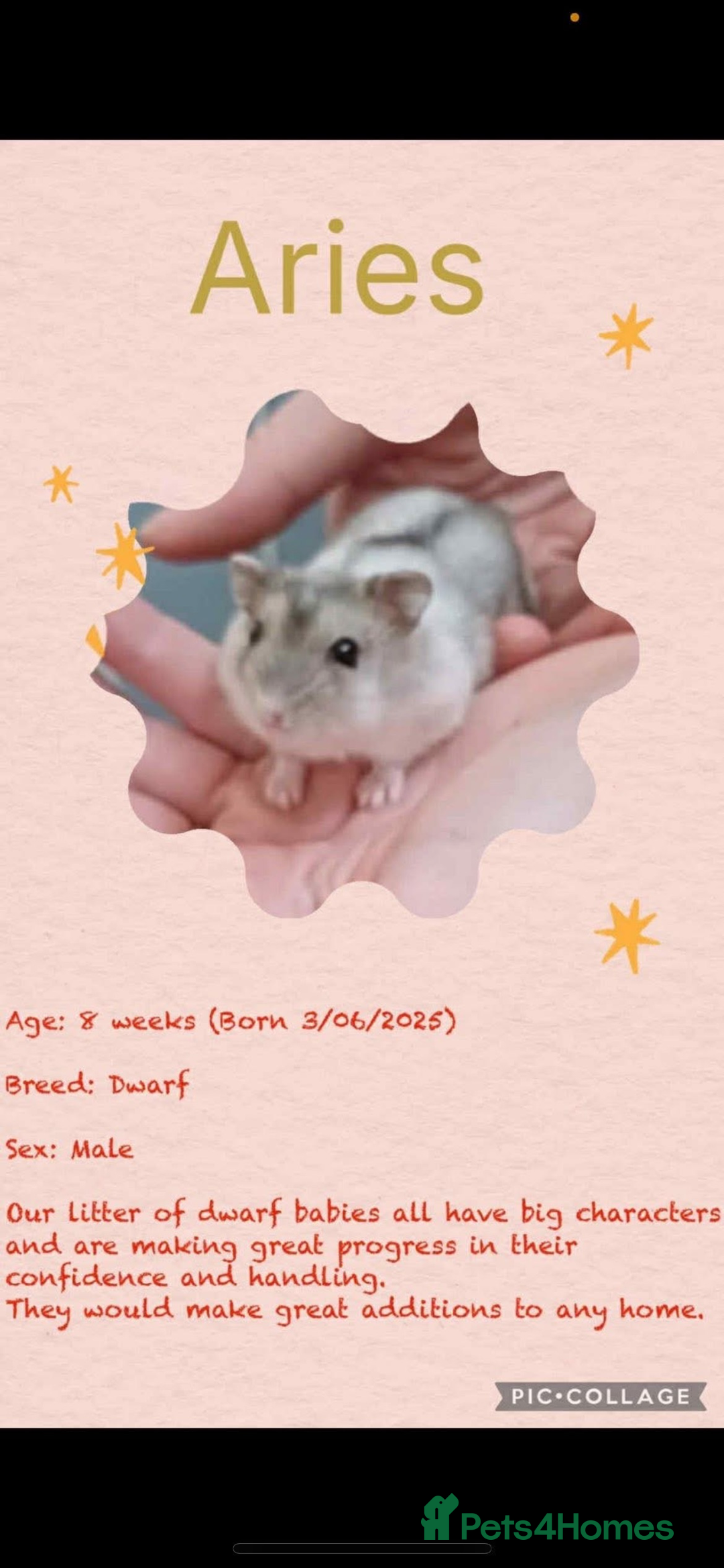 Hamster rodents for sale: Hamsters  - Image 11