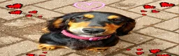 Cockerdor dogs for sale: Beautiful Cockerdor Puppies  - Advert 11