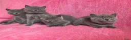 British Shorthair cats for sale: 💙 British shorthair 🩷 - Advert 1