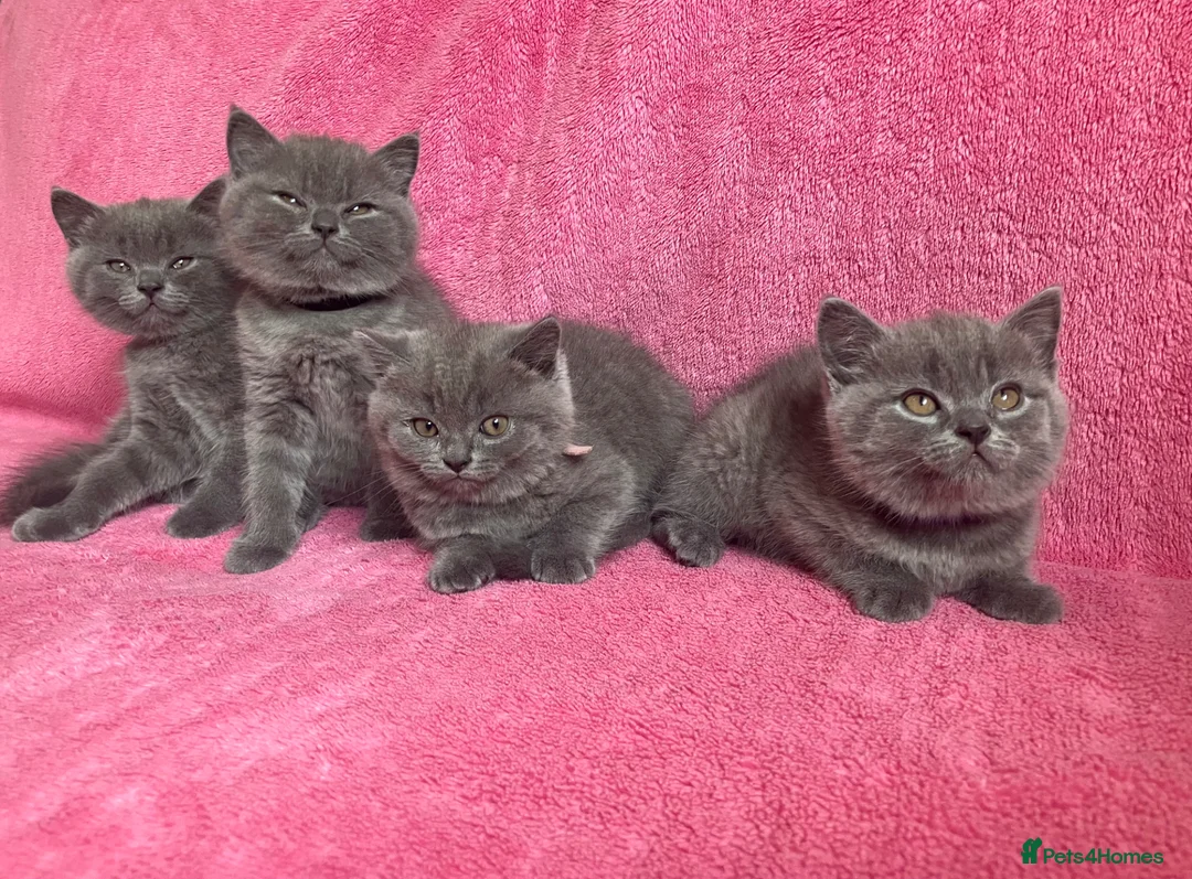 British Shorthair cats for sale: 💙 British shorthair 🩷 - Advert 1
