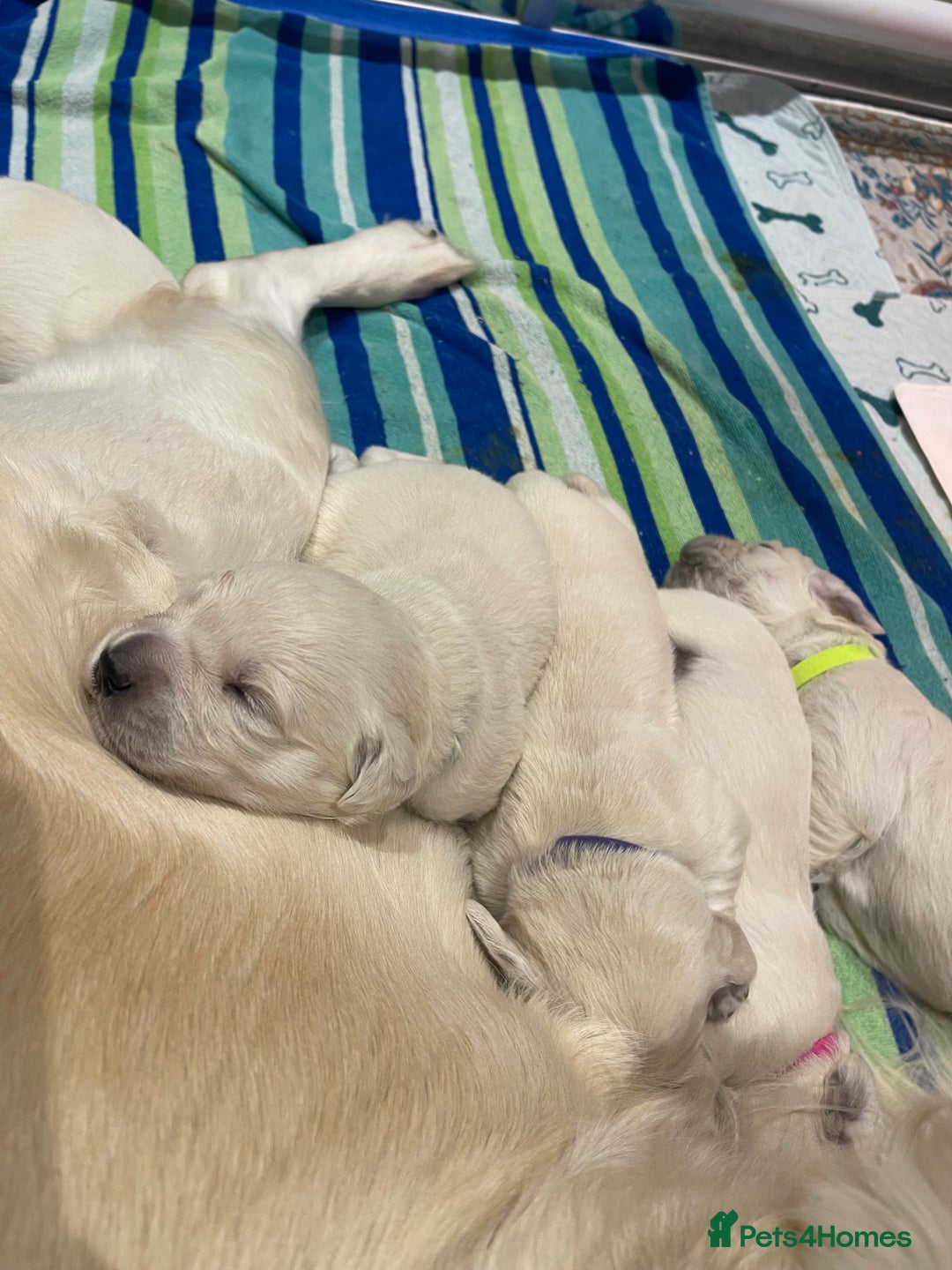 Golden Retriever dogs for sale: Quality Bred Golden Retriever Puppies - Advert 13