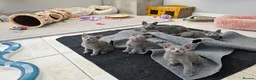 Russian Blue cats for sale: GCCF REGISTERED RUSSIAN BLUE KITTENS  - Advert 30