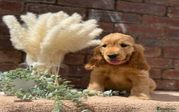 Cocker Spaniel dogs for sale: Show cocker spaniel in Bradford - Image 21