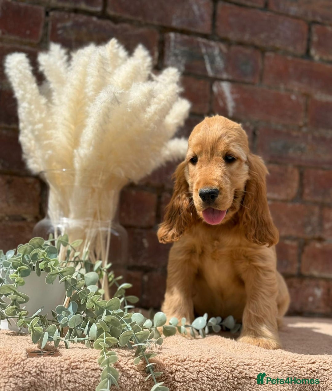 Cocker Spaniel dogs for sale: Show cocker spaniel in Bradford - Image 21