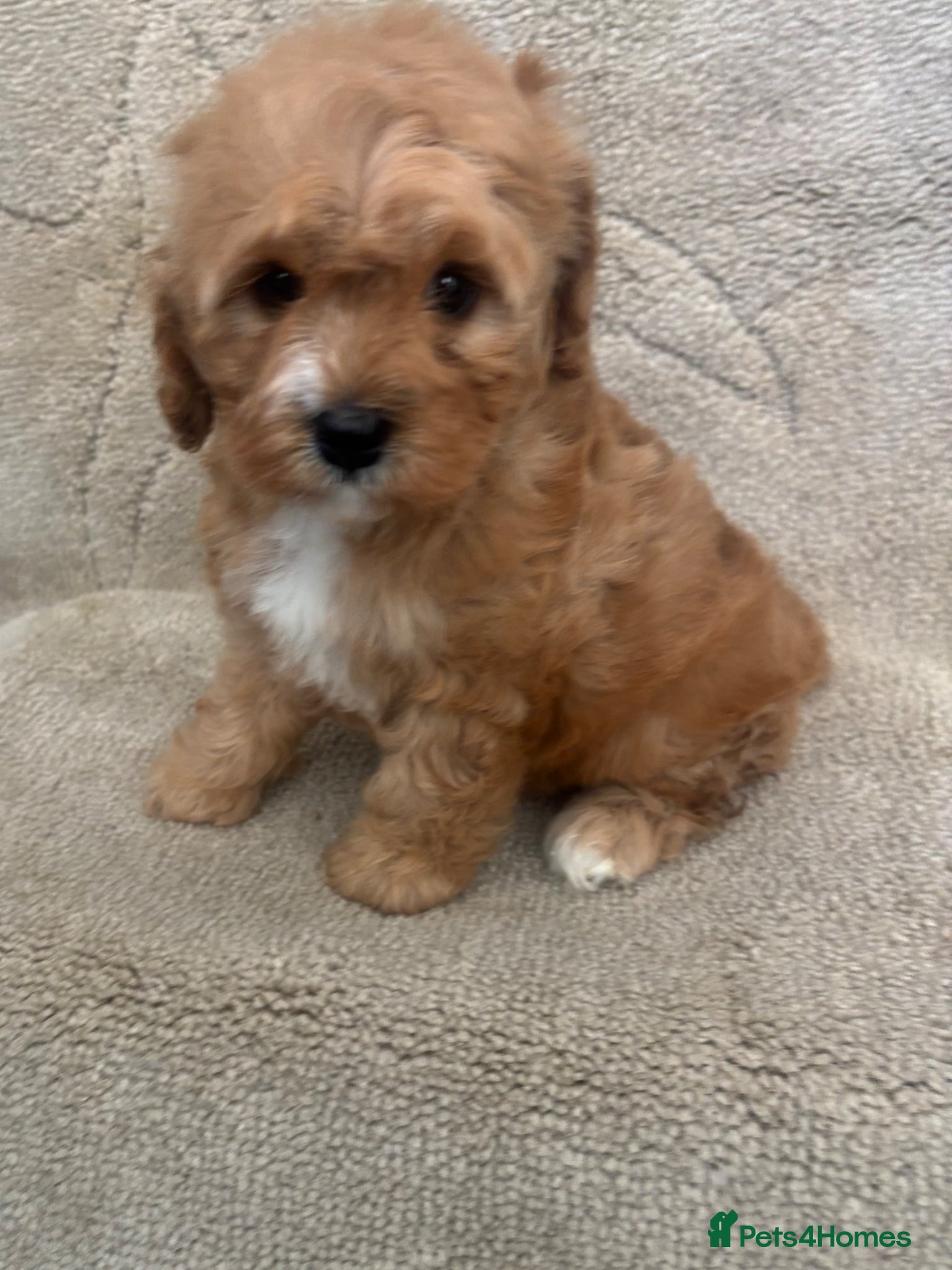 Cavapoo dogs for sale: F1 Cavapoo puppy’s BOTH PARENTS HEALTH TESTED  - Advert 1