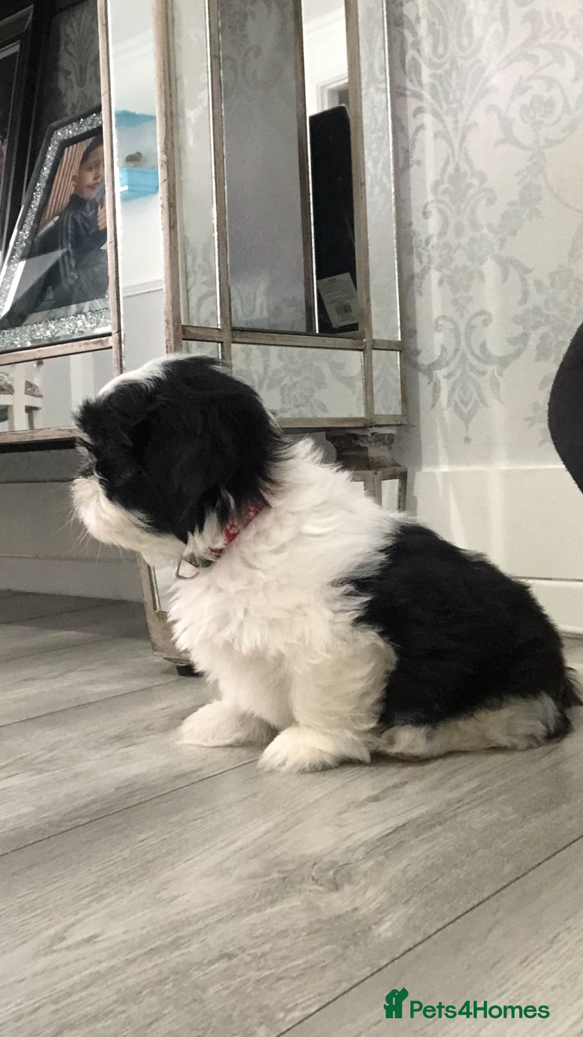 Shih Tzu dogs Shih tzu  - Advert 5