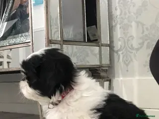 Shih Tzu dogs Shih tzu - Advert 5
