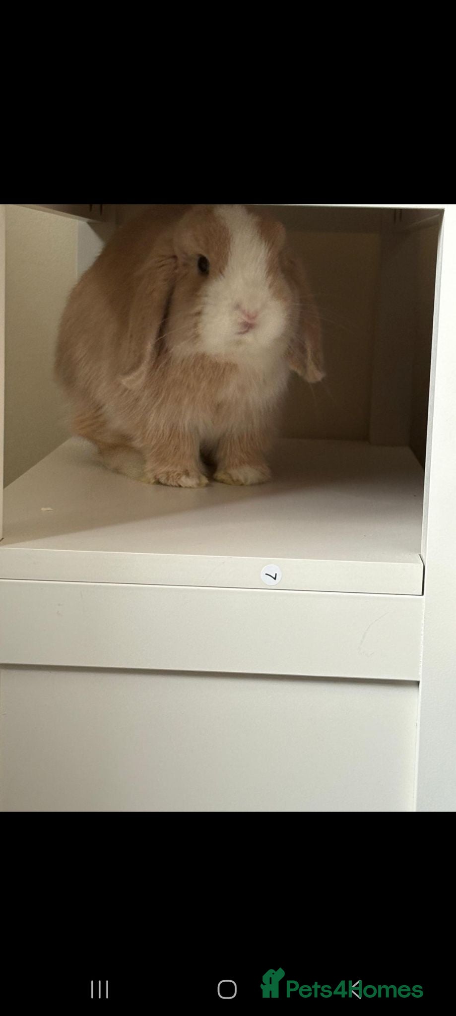Mini Lop rabbits Lola and coco - Advert 2