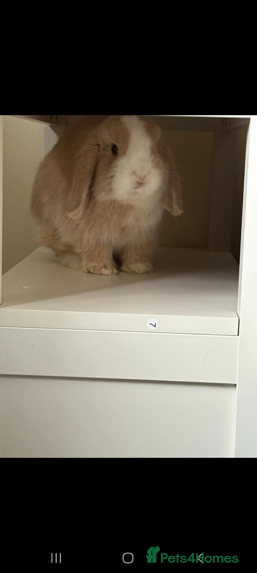 Mini Lop rabbits for sale: Lola and coco - Advert 2