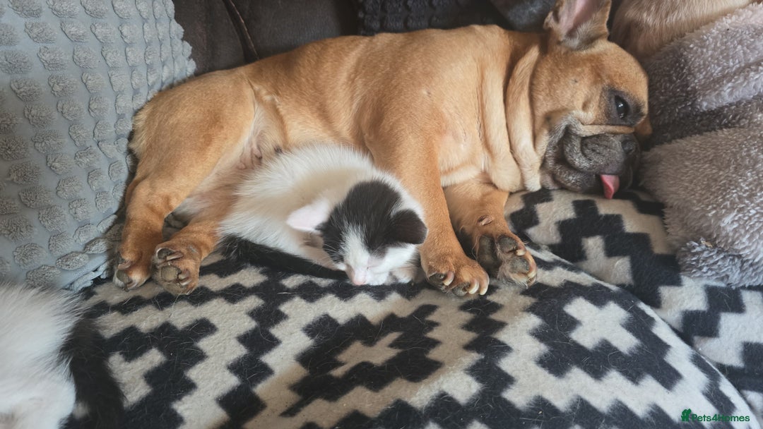 Mixed Breed cats for sale: Domestic short hair x Ragdoll - Image 13
