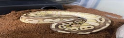 Python Snake reptiles for sale: Royal Python Collection x9 Female x1 male - Advert 5