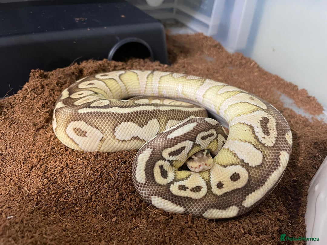 Python Snake reptiles for sale: Royal Python Collection x9 Female x1 male - Advert 5