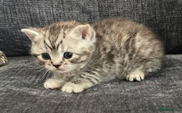 British Shorthair cats for sale: Stunning Silvers - Image 2