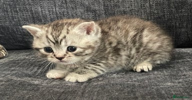 British Shorthair cats - Advert 14