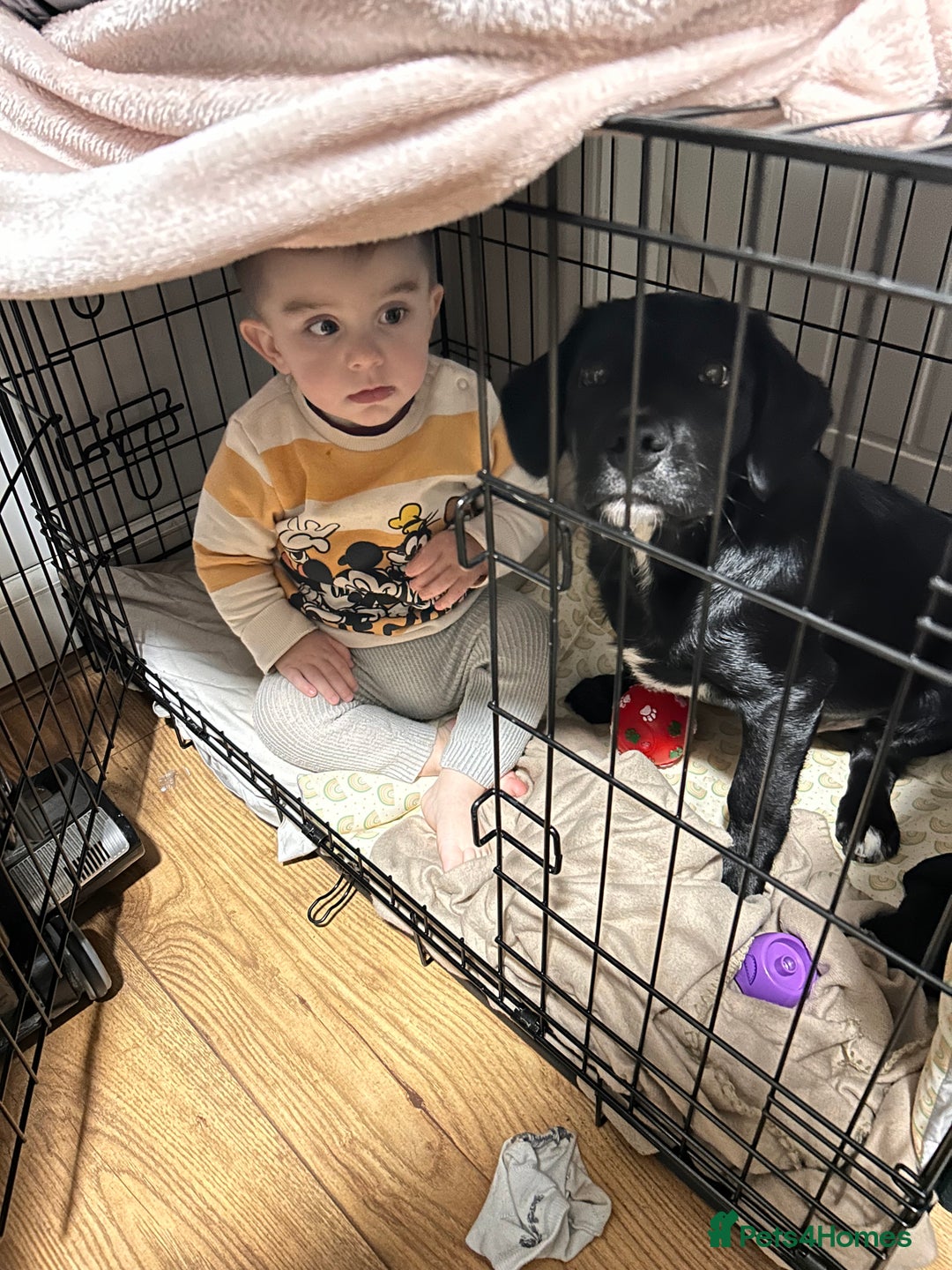 Borador dogs for sale: Barney  - Advert 11