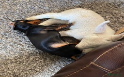 Miniature Dachshund dogs for sale: KC Reg, Health tested, miniature Dachsund Puppies - Image 17