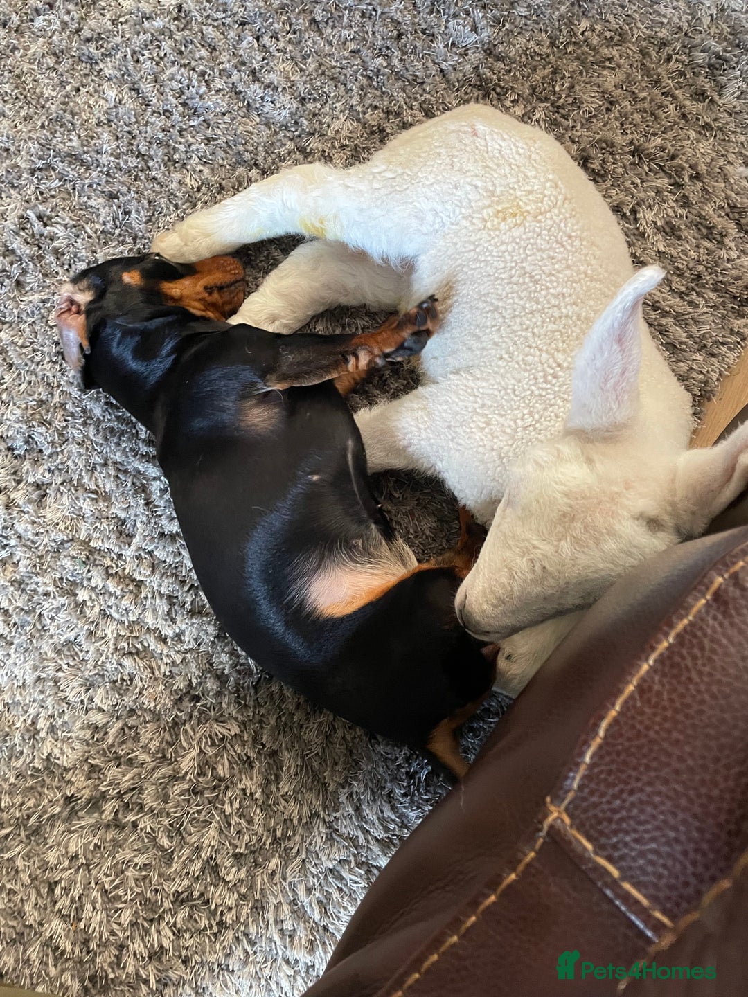 Miniature Dachshund dogs for sale: KC Reg, Health tested, miniature Dachsund Puppies - Image 17