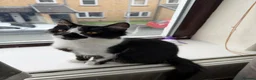 Mixed Breed cats for sale: Kittens  in Blackburn - Advert 9