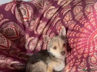 Chipoo dogs Chipoo Puppy - Advert 7