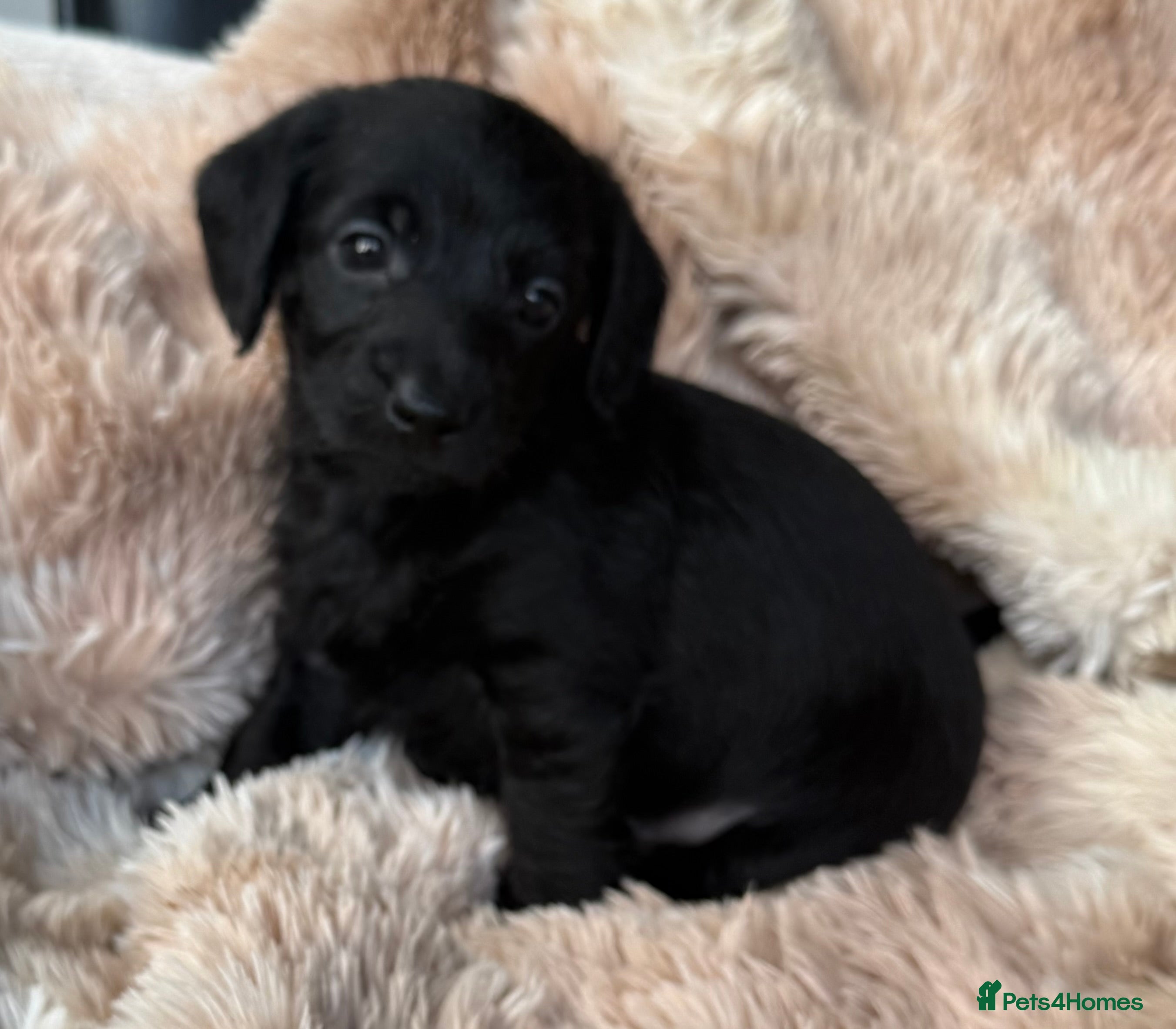 Mixed Breed dogs Daxipoo pups  - Advert 6