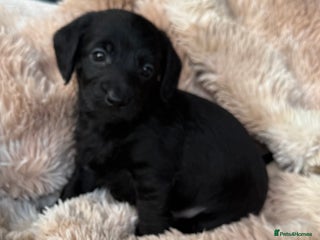 Mixed Breed dogs Daxipoo pups - Advert 17