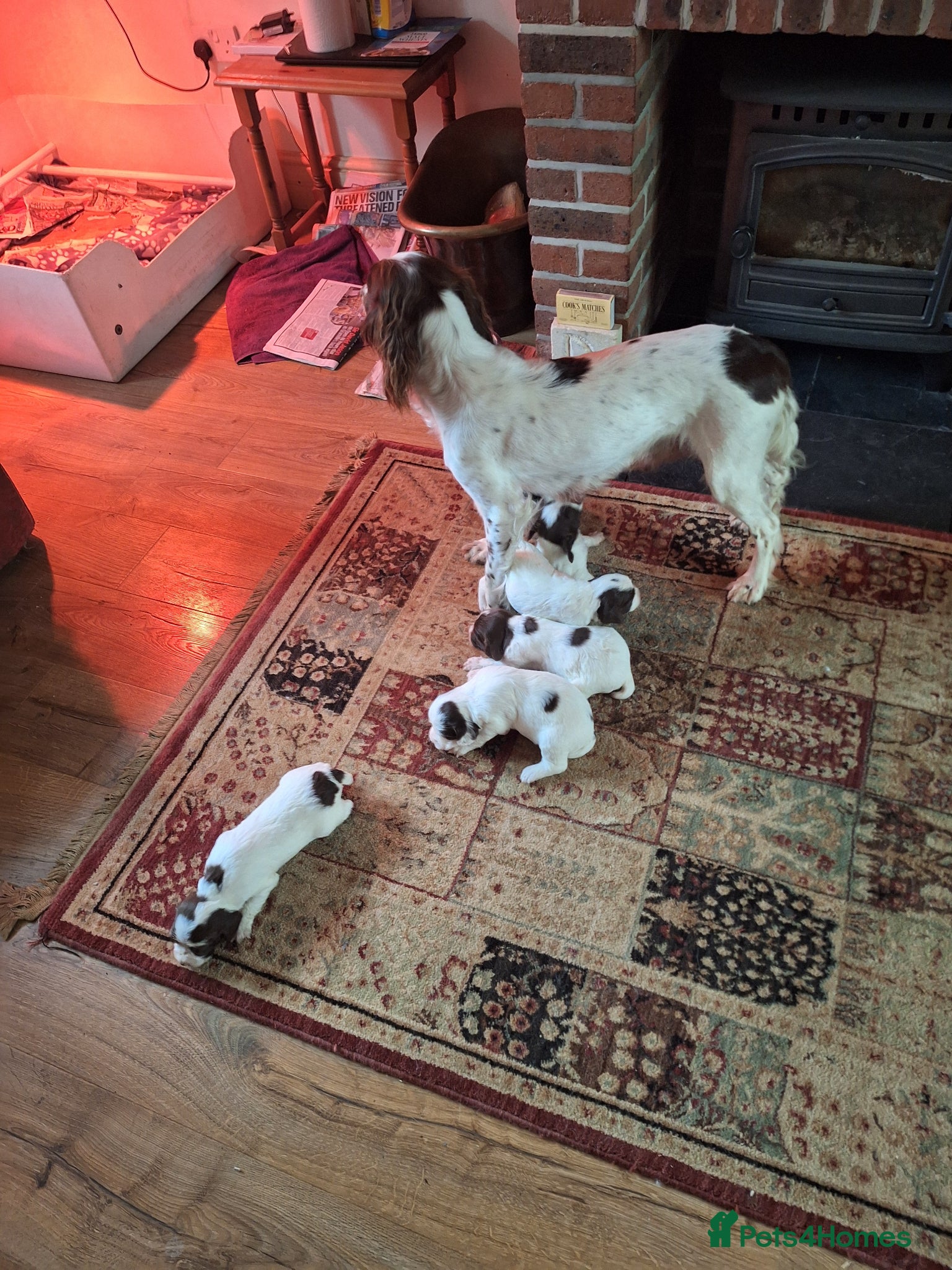 English Springer Spaniel dogs First class puppies - Advert 2