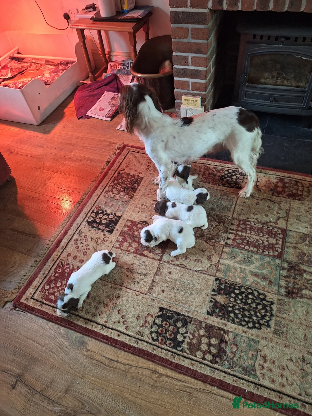 English Springer Spaniel dogs for sale: First class puppies - Advert 2