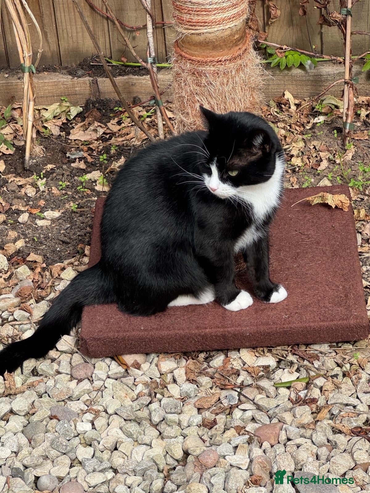 Domestic Shorthair cats 🐾 LOVING HOME NEEDED 🐾 - Advert 17