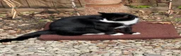 Domestic Shorthair cats for sale: 🐾 LOVING HOME NEEDED 🐾 in Retford - Advert 1
