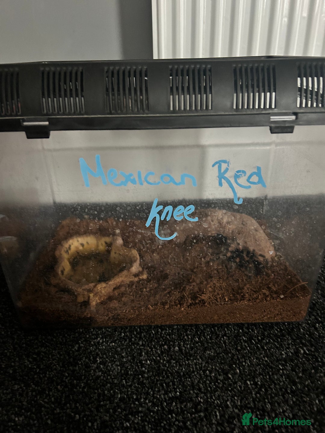 Spiders invertebrates for sale: Spiders and set ups  - Advert 9